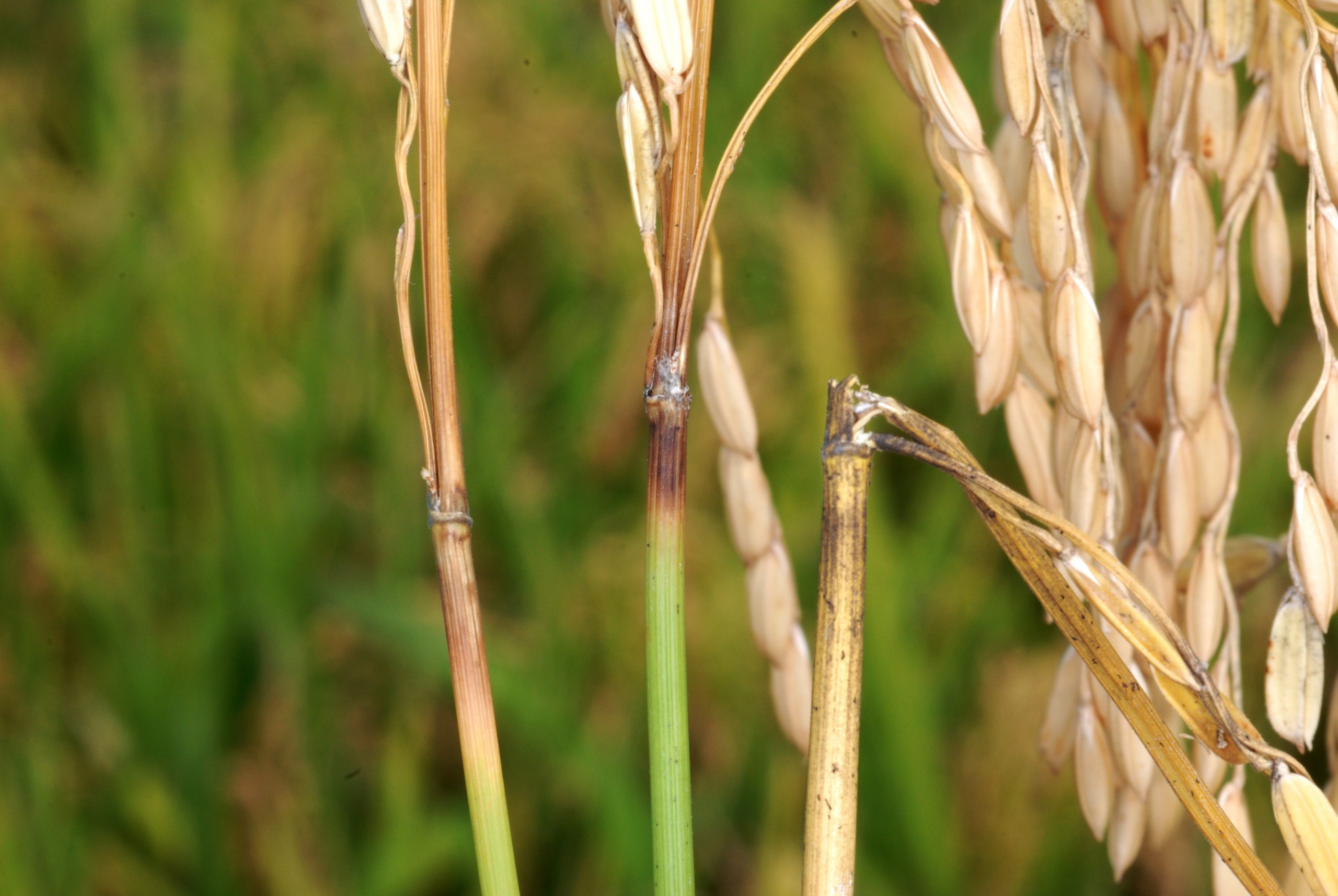 đạo ôn cổ bông