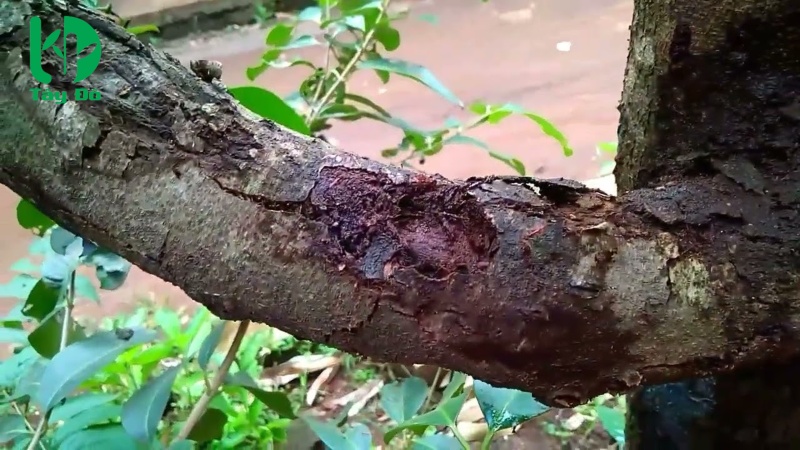 các bệnh trên cây sầu riêng